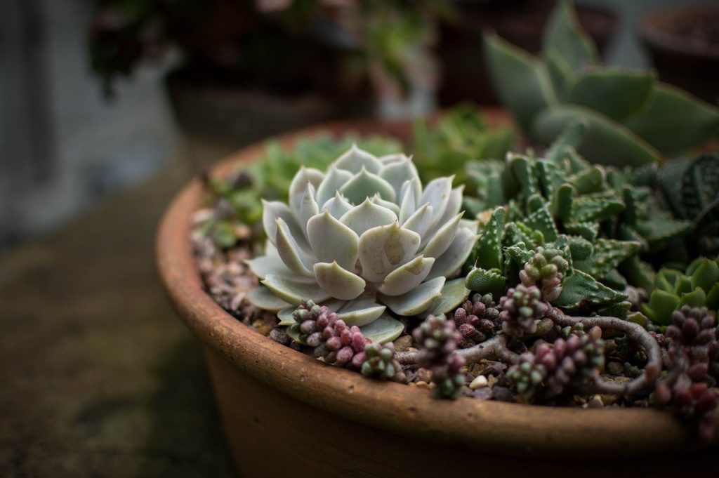 cultiver plantes en pot