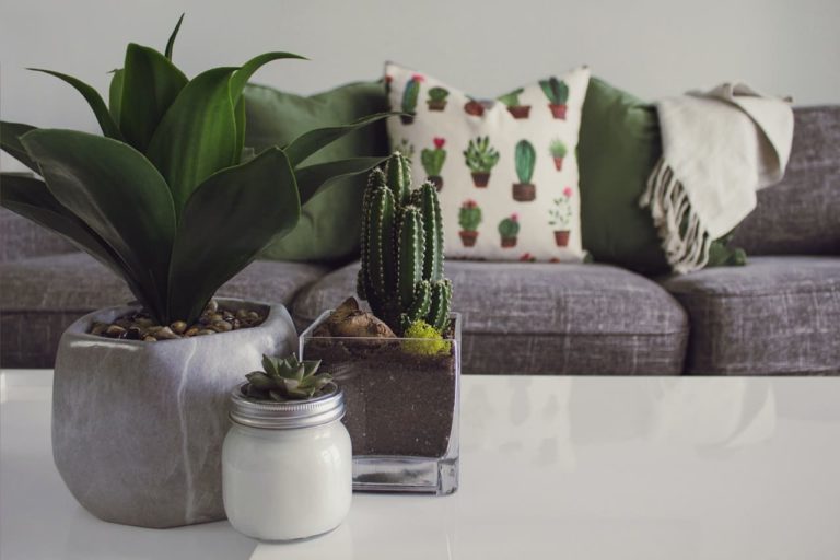 deco interieur plantes succulentes